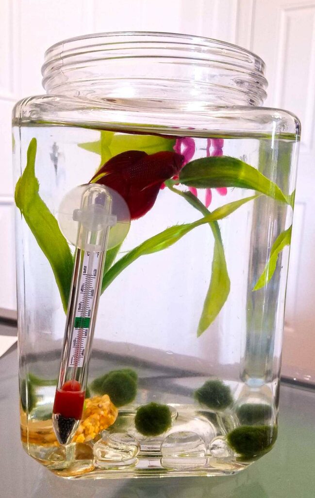 best water thermometer