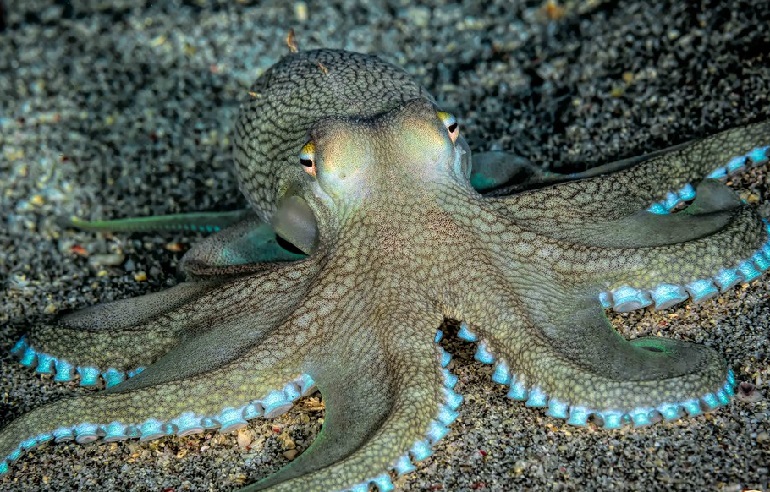 greater blue ringed octopus anatomy