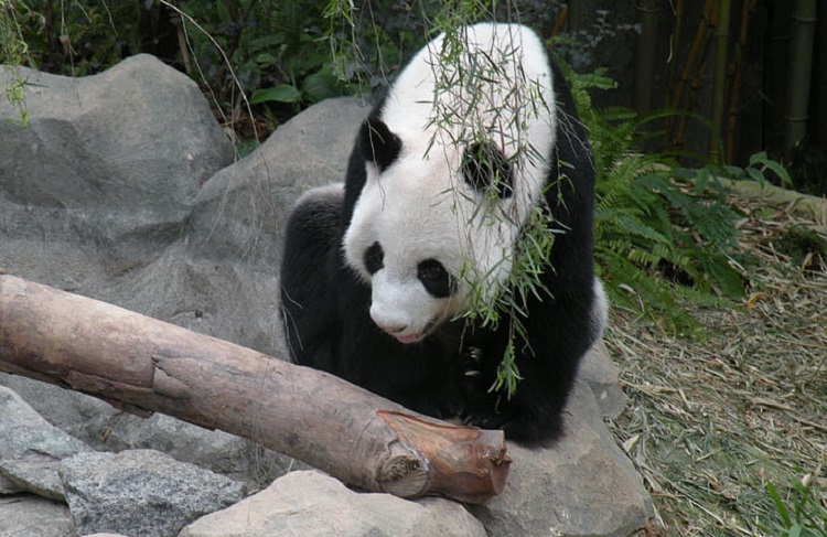 how long do pandas live