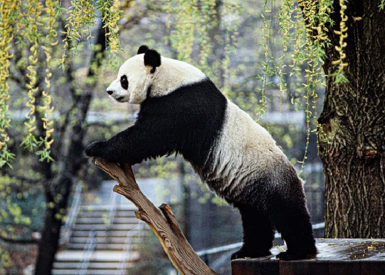 Giant Pandas - WAF