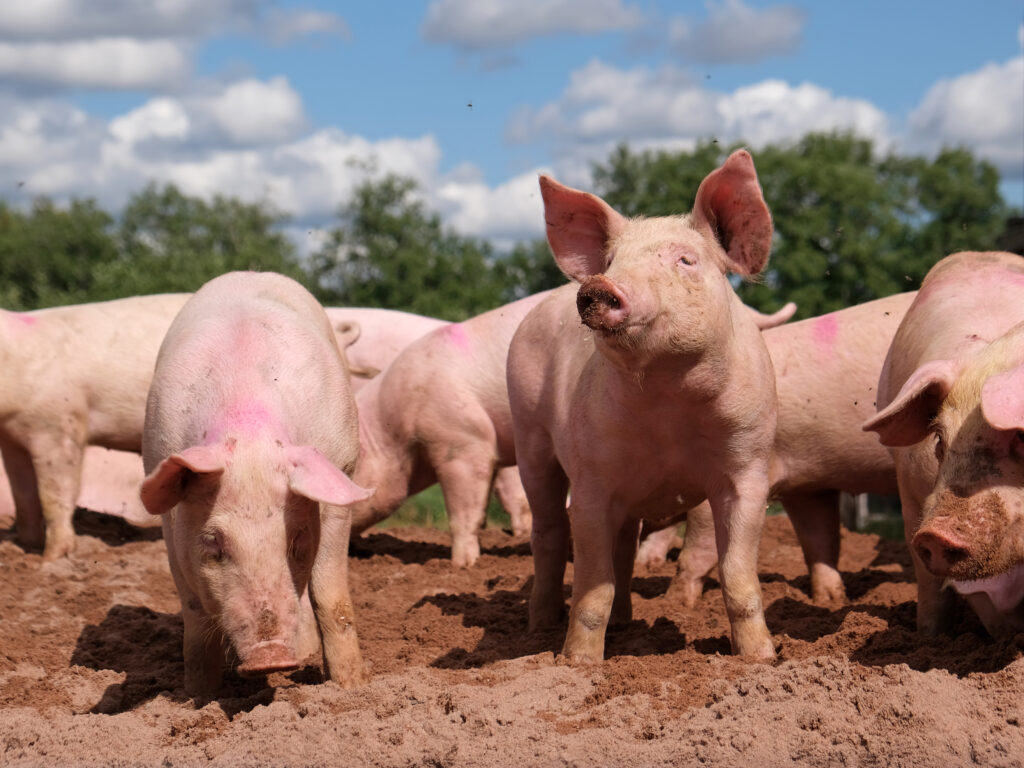Pigs- REVIEW