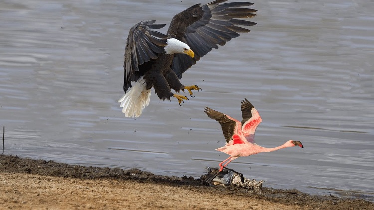 pictures of flamingos