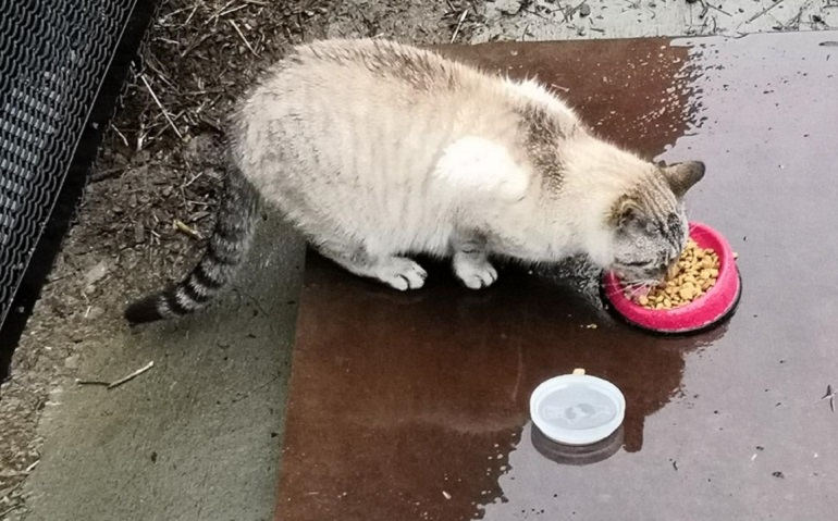 cat food for shedding