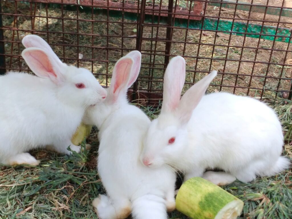 types of farm animals