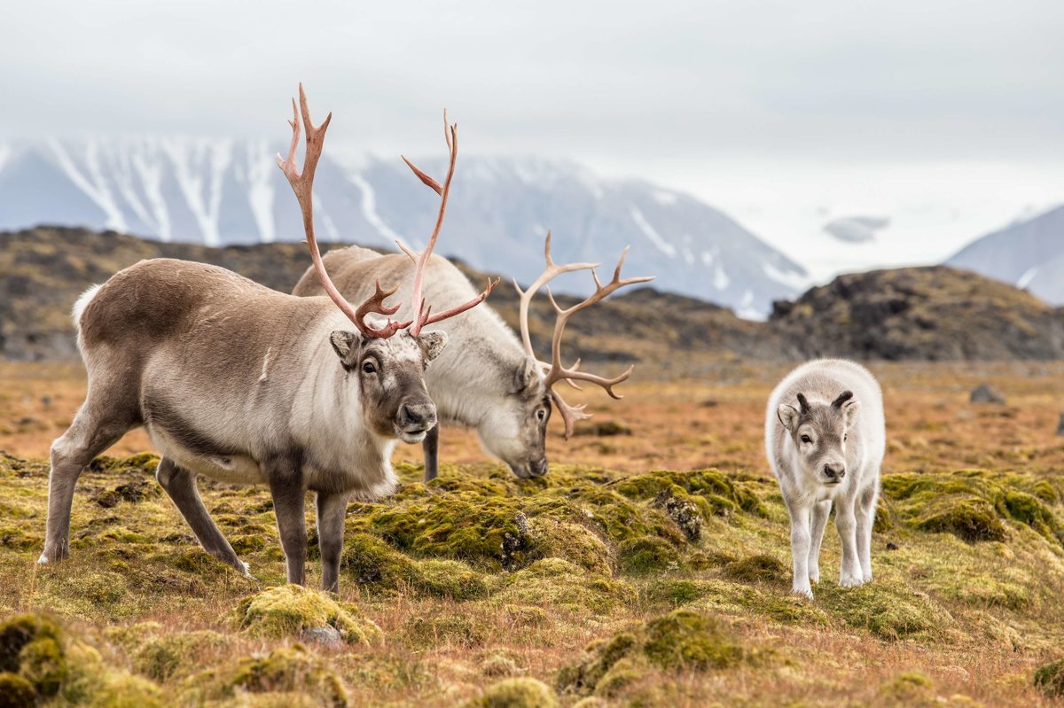 Reindeers