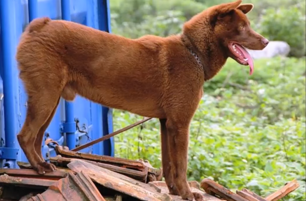 Hmong Docked Tail Dog - WAF