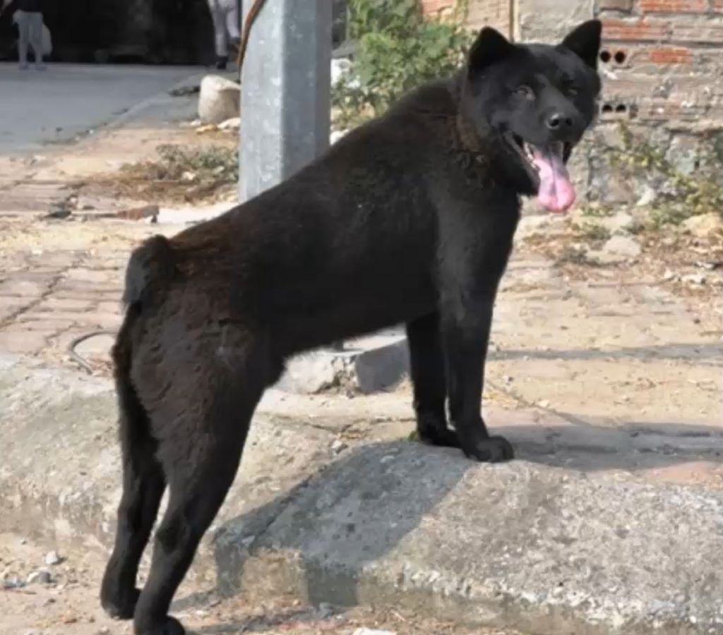 Hmong Docked Tail Dog - WAF