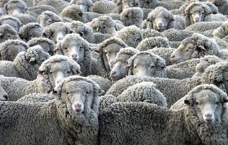 animals agriculture