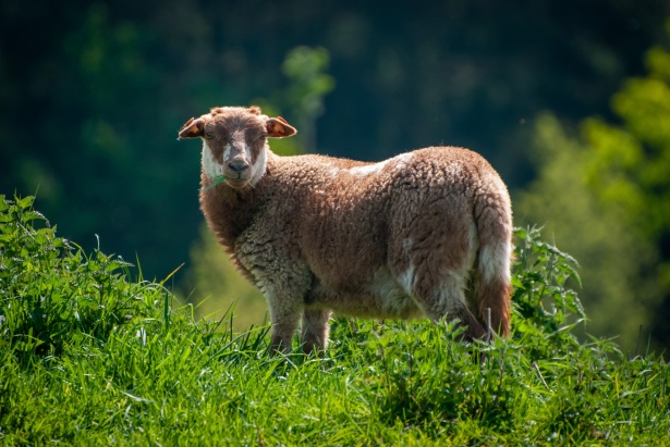 Sheep- REVIEW