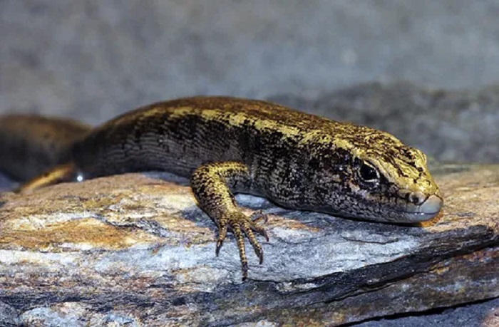 are skinks poisonous to cats and dogs