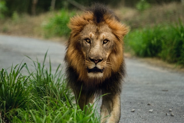 animal instinction