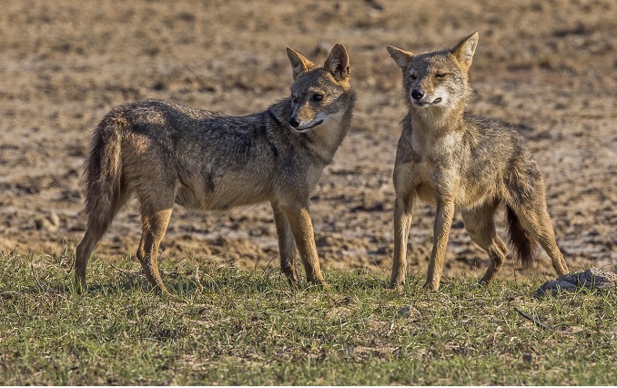 where are jackals found