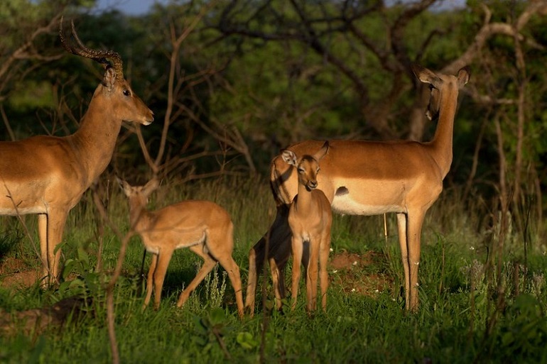 african impala
