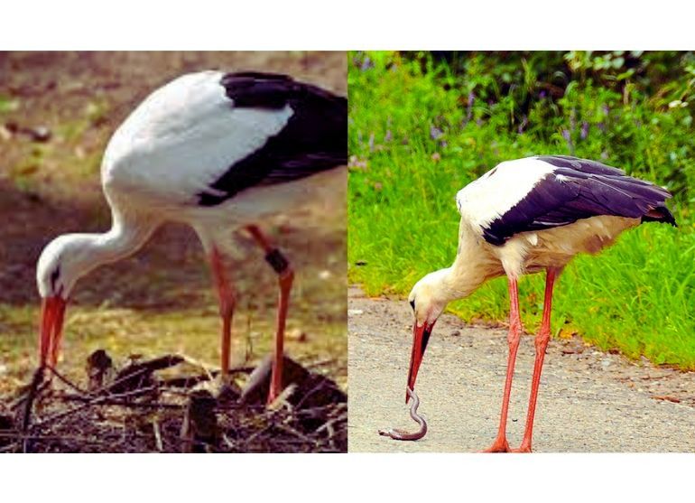 crane birds