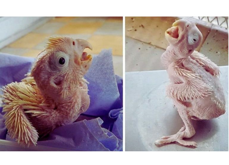 Cockatoo Reproduction