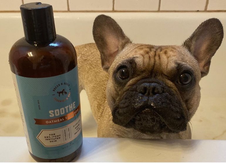 Best Shampoo For Husky - Keeping Your Furry Friend Clean