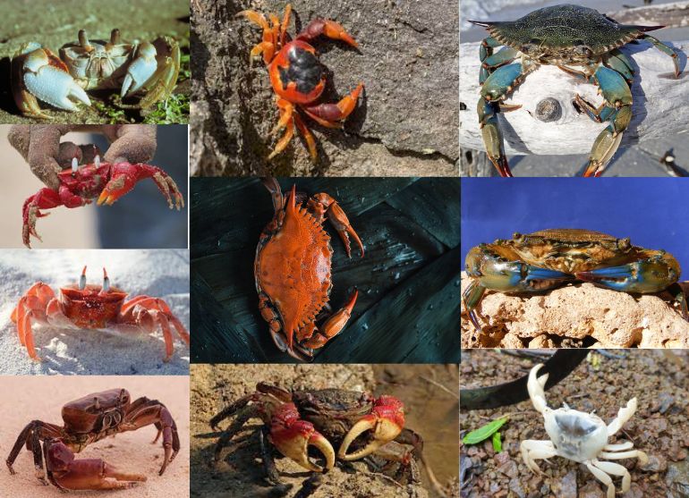 Edible Crab Varieties And Types, 51% OFF