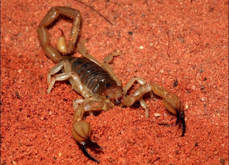 Scorpions Behaviors