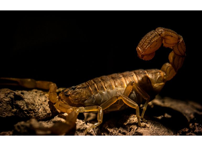 Scorpion's Survival Skills