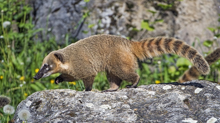 mountain coati