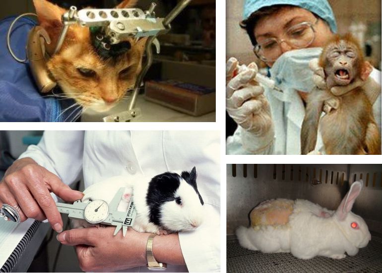 animal testing for bad reasons