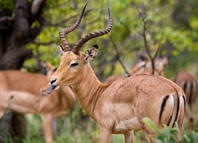 impala animal