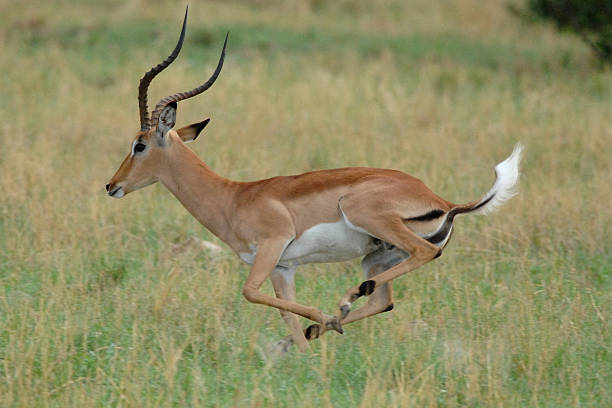 animal impala
