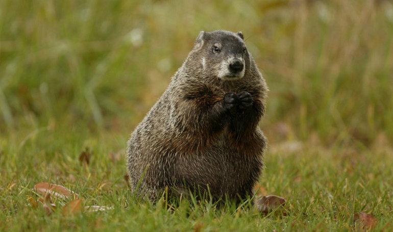 woodchucks favorite food