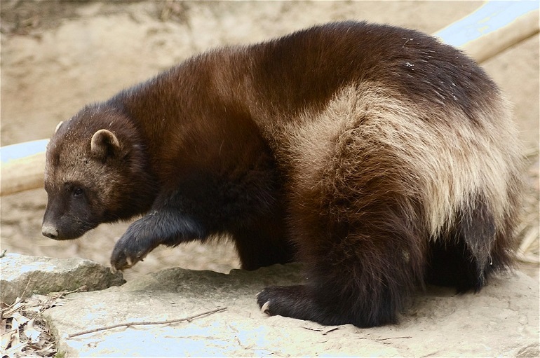 Wolverines - Habitat, Life Span, Diet & Reproduction Guide