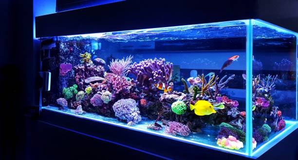 crystal clear aquarium water