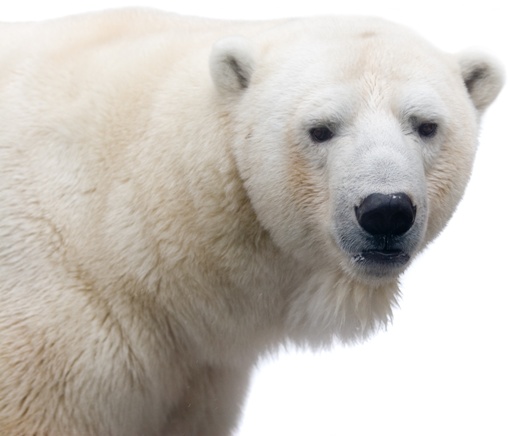 Polar bear