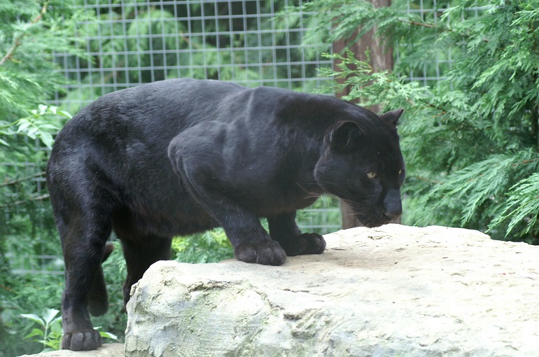 black puma animal