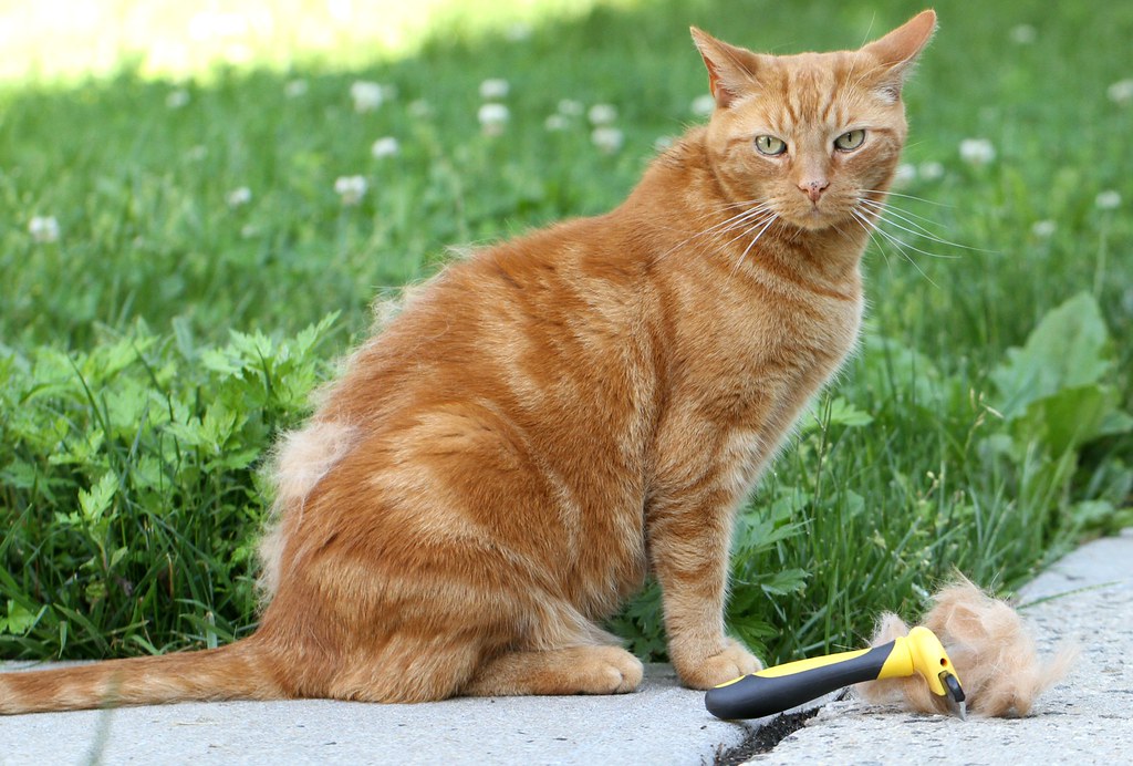 how long do cats shed