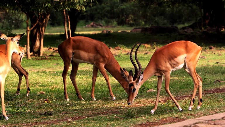 impala
