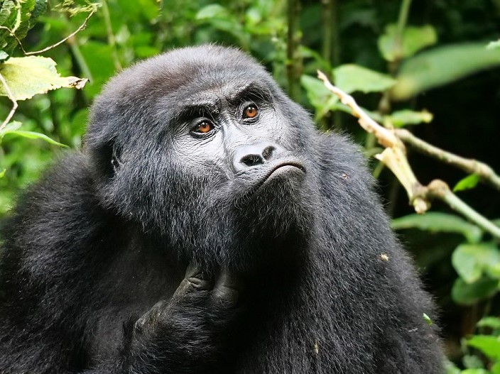 gorilla habitat