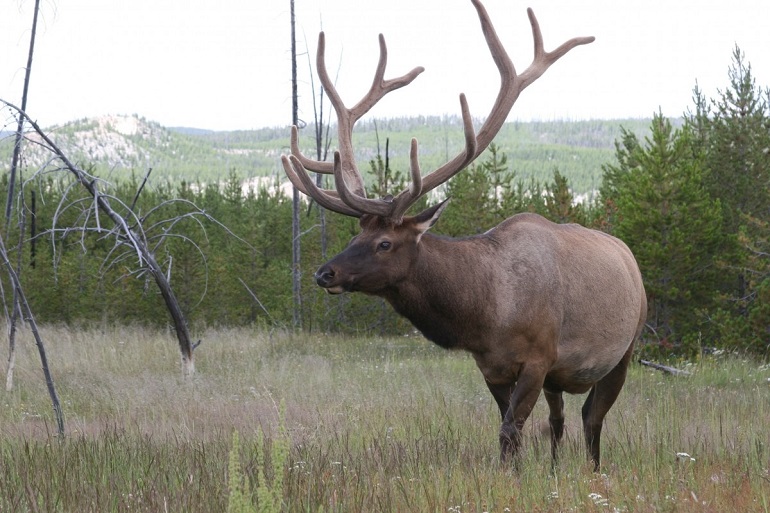hunting trophy