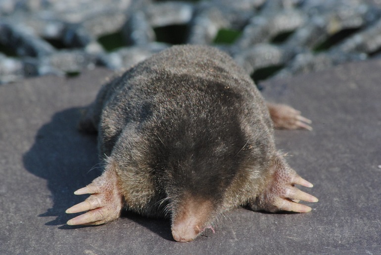 amphibious moles have webbed feet,