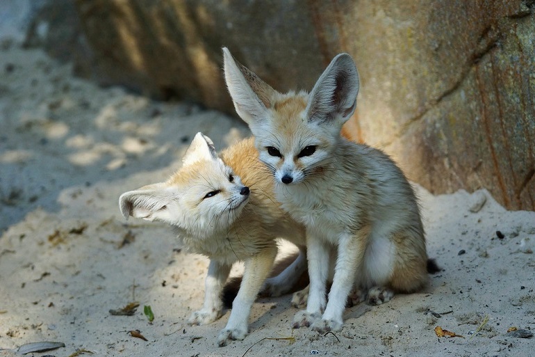 fox in desert
