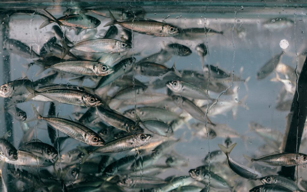 clear water in fish tank