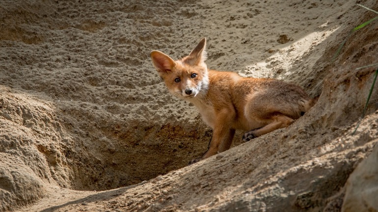 fennec fox paws