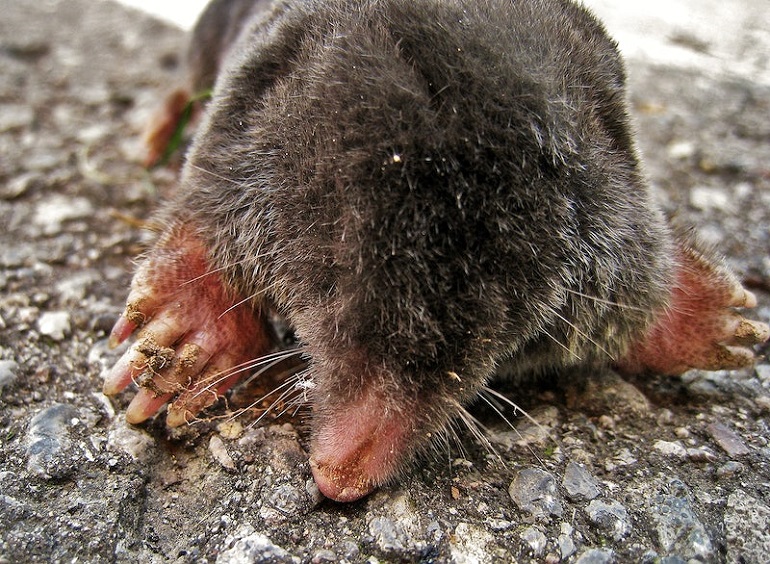 southern marsupial mole