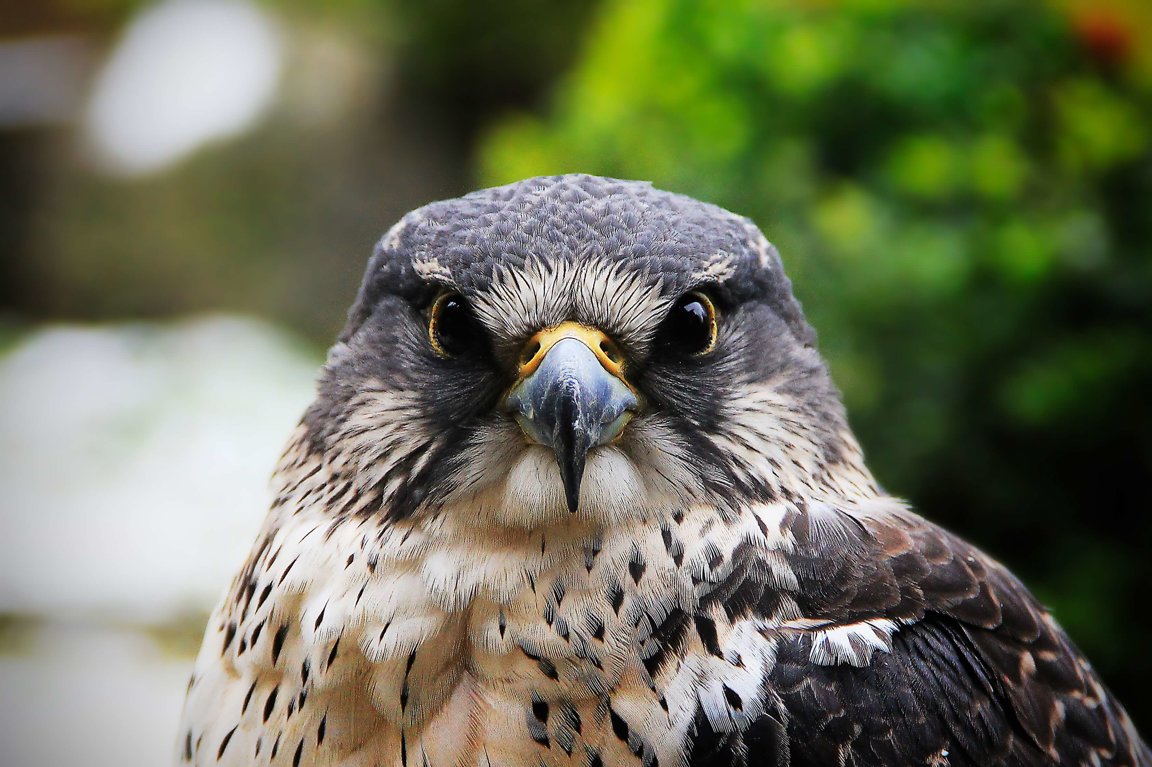 Hawks - WAF Hawks - WAF