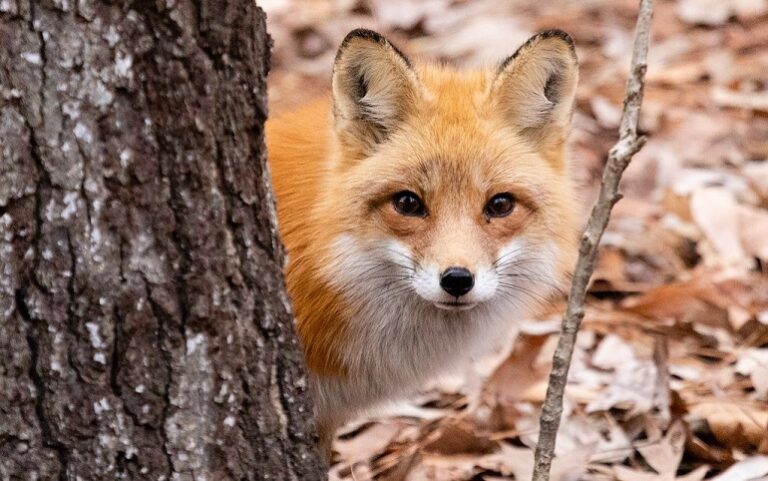 Red Foxes Behavior Diet Habitat Complete Guide WAF