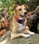 invisible dog fence-review