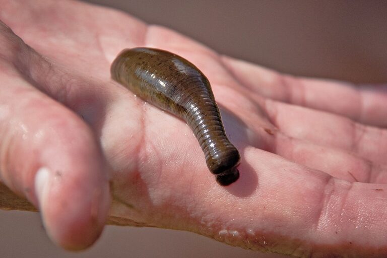 How To Get Rid Of Leeches In Aquarium? WAF