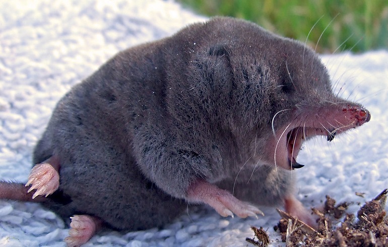 burrowing lifestyle of small mammals