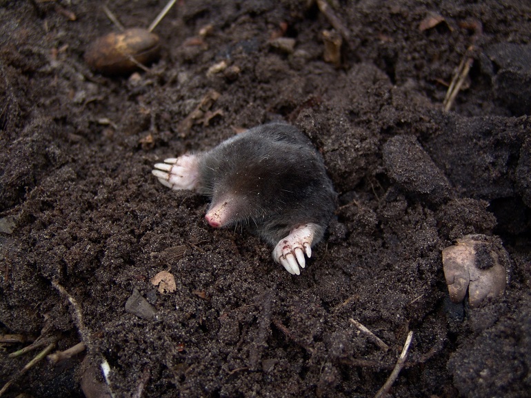 Mole Habitat