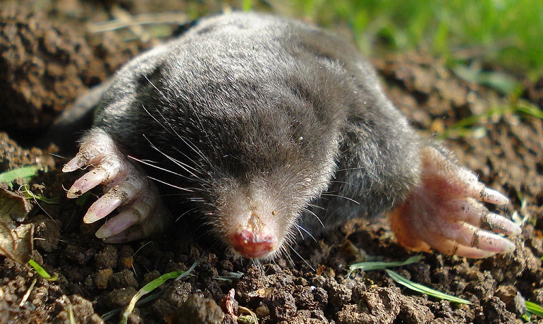 golden mole eyes