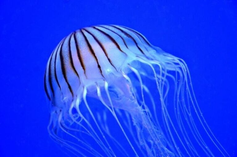 Jellyfish Facts Things You Didn’t Know About Jellyfish