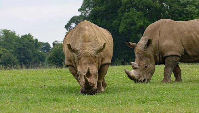 rhinos habitat